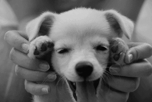 dog-profile