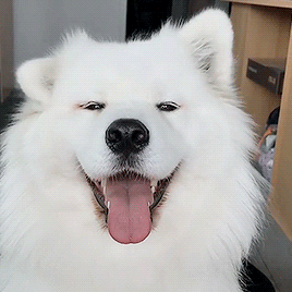dog-profile